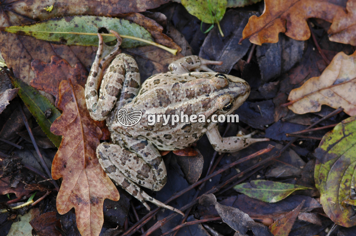 Grenouille - gryphea.com